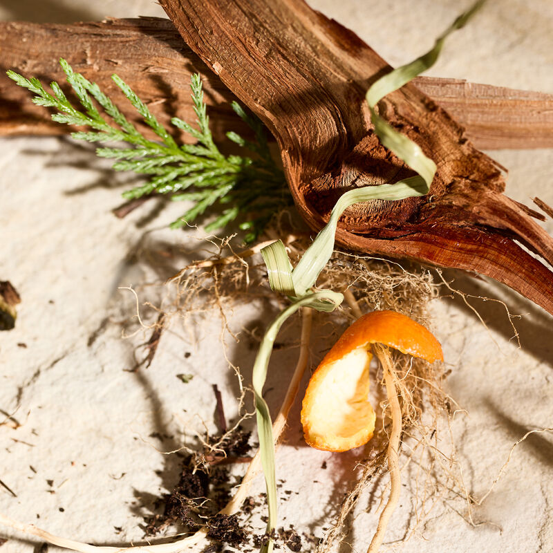 Dried fragrance note ingredients &ndash;&ndash; citrus peel, vetiver, cypress &mdash; with dirt on textured surface